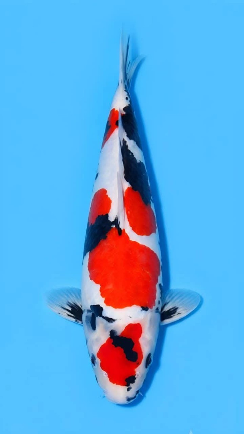 C. Anggrek Prize 26 - 30 cm