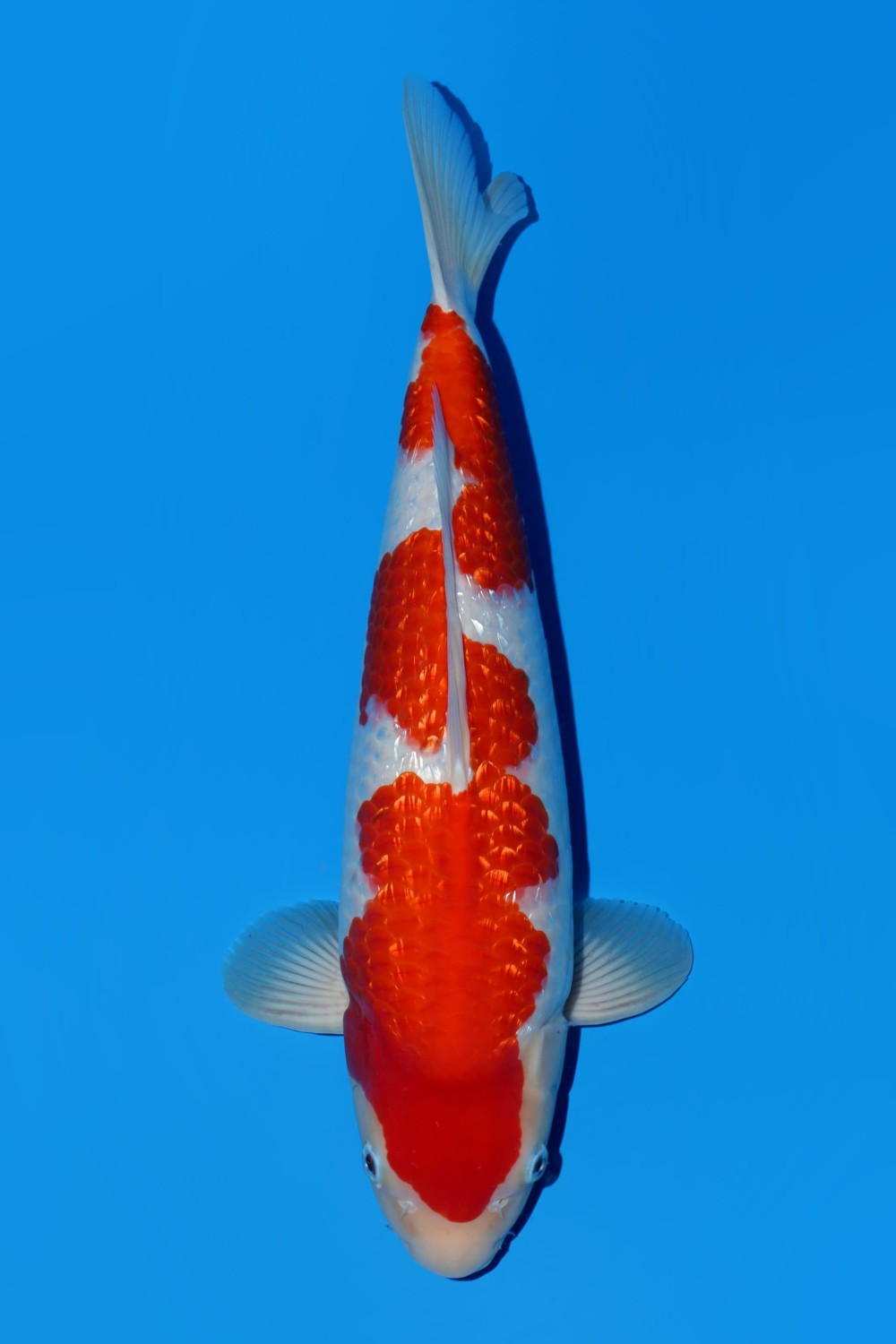 Juara 1