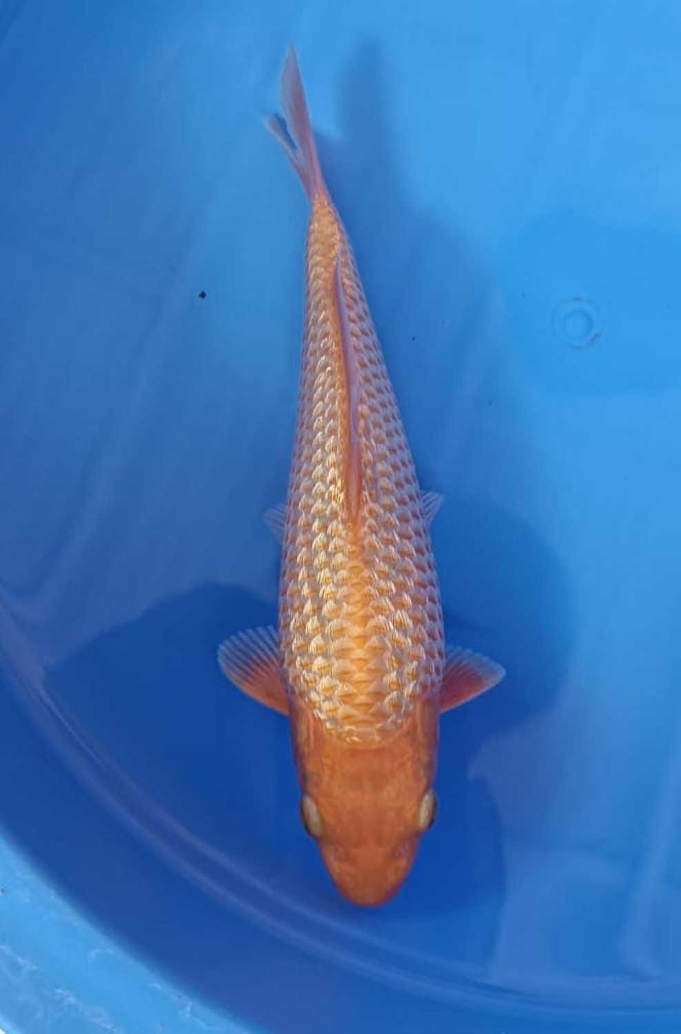 E. Kamboja Mini Champion