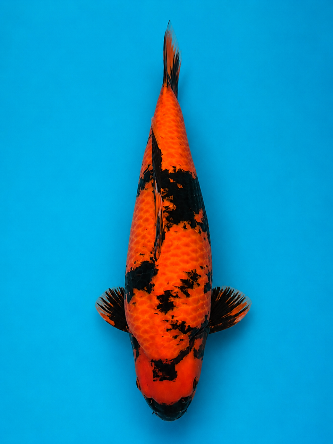 D. Cempaka Prize 56 - 60 cm
