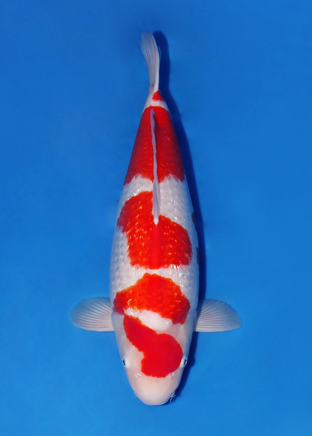 B. Melati Prize 51 - 55 cm