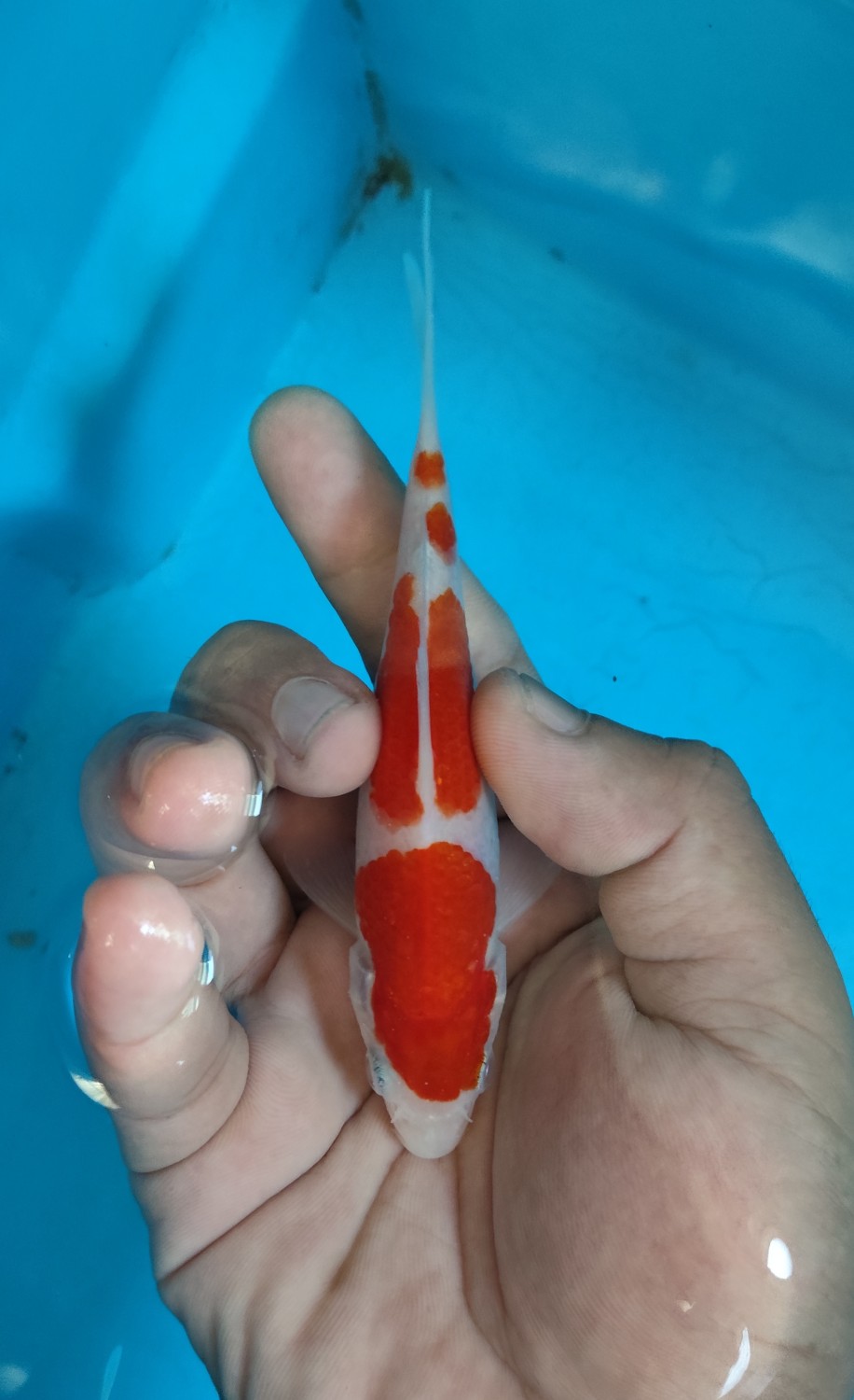 Juara 2