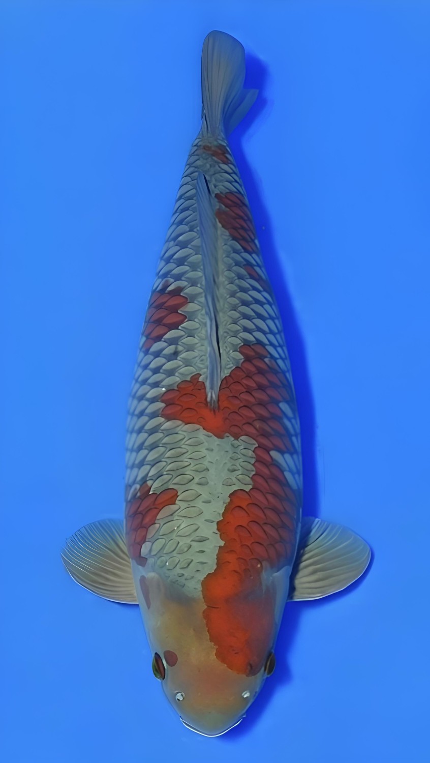 B. Melati Prize 66 - 70 cm
