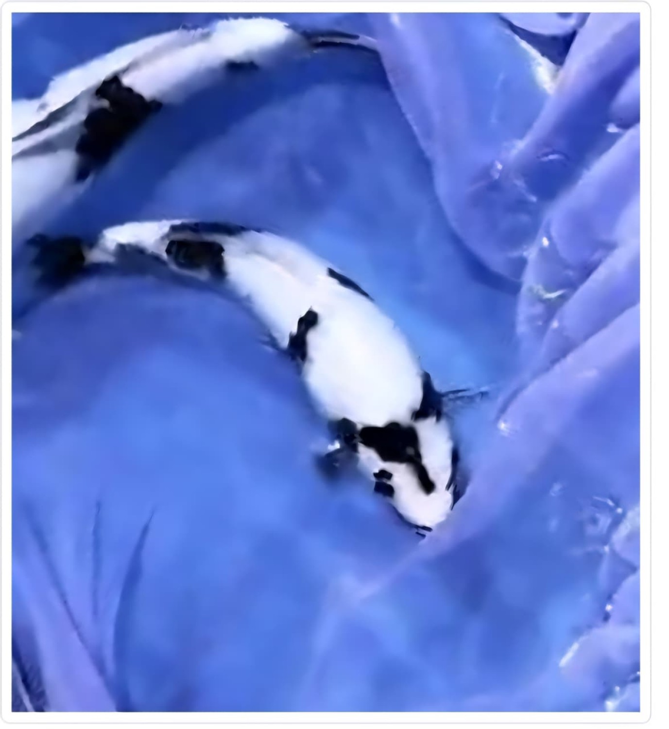 Juara 3