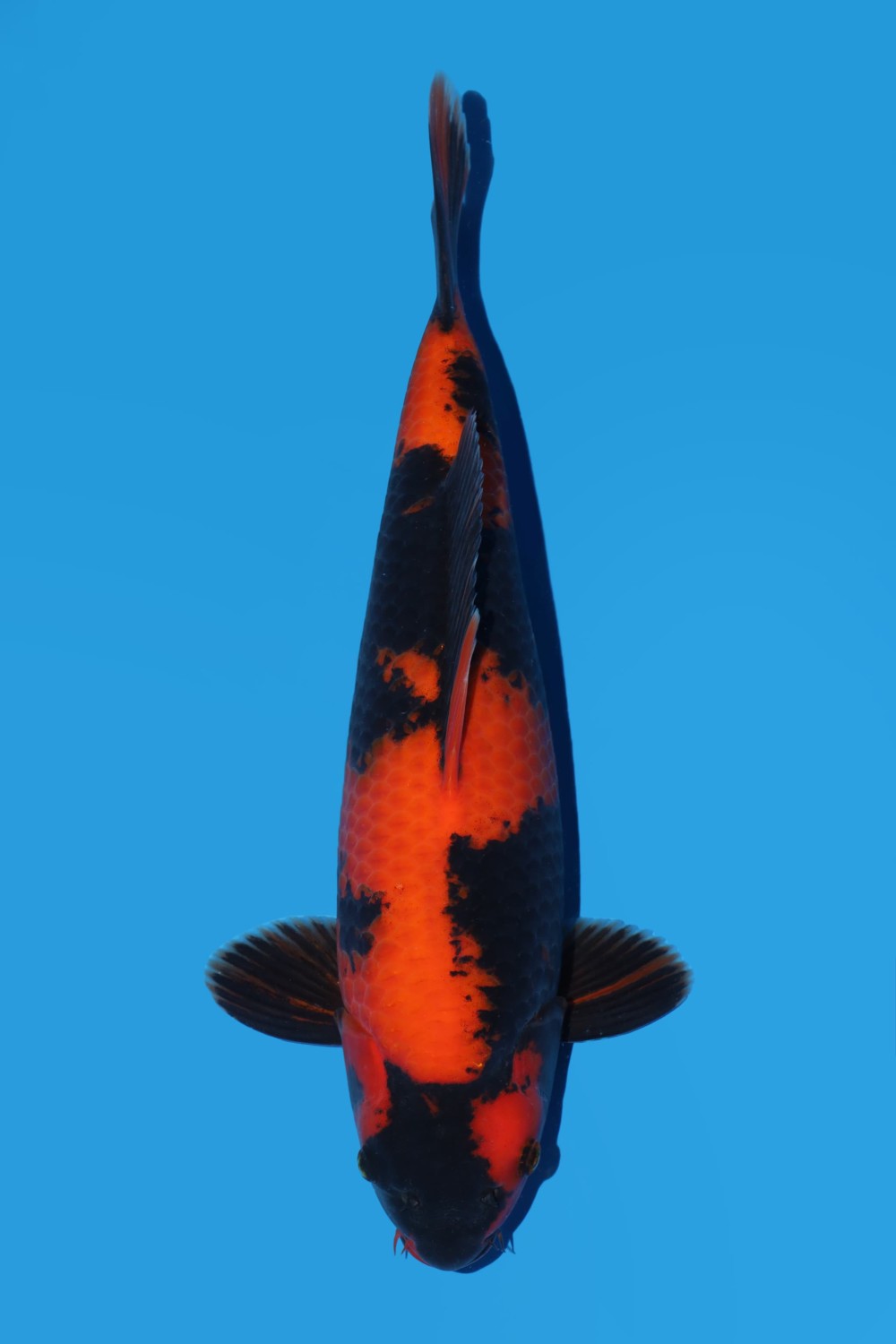 D. Cempaka Prize 41 - 45 cm