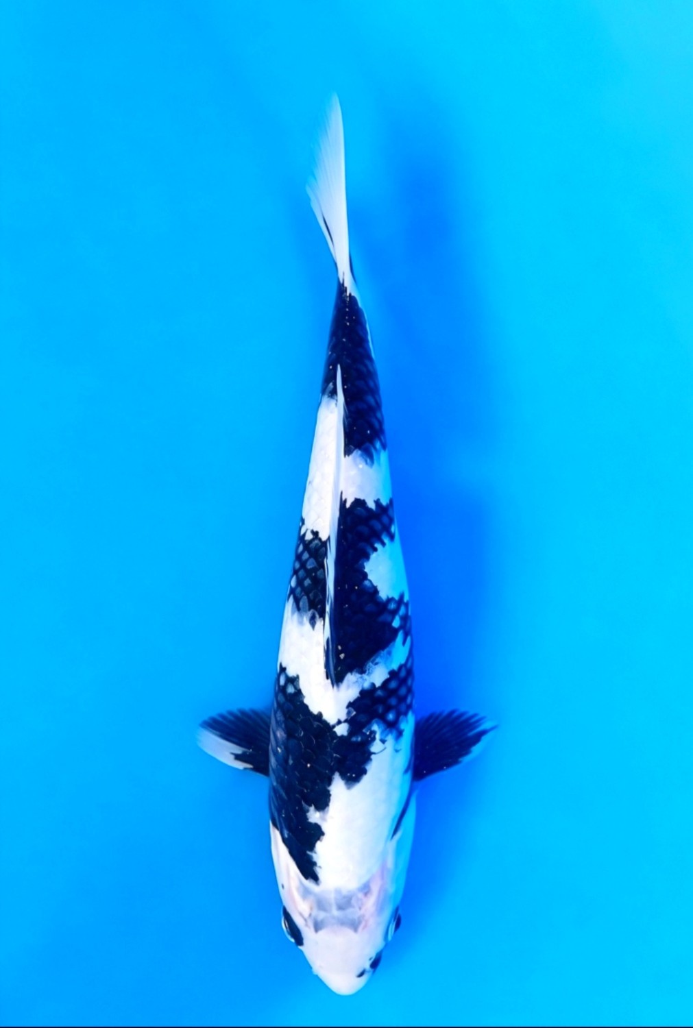 Juara 1