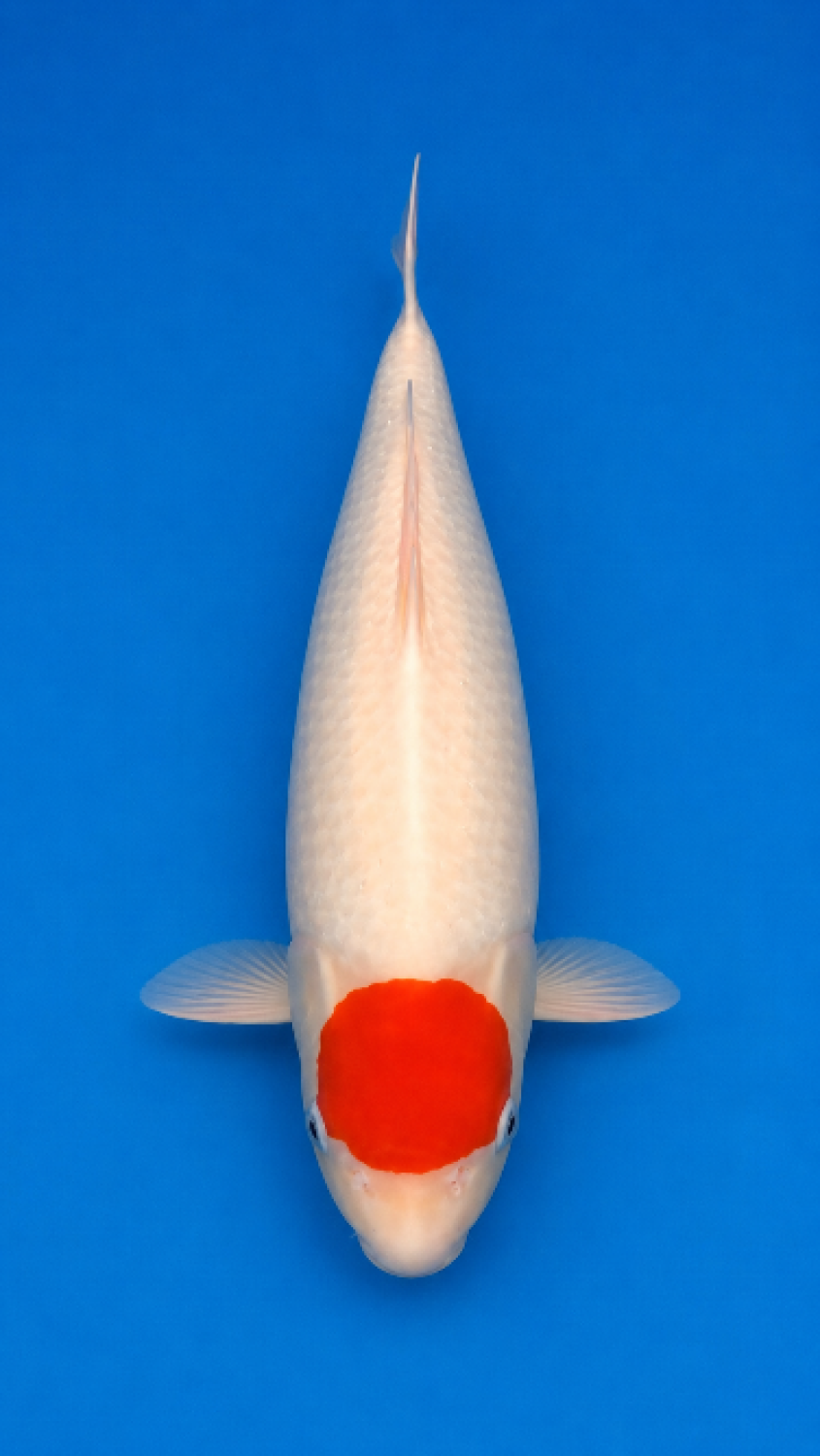 C. Anggrek Adult Champion