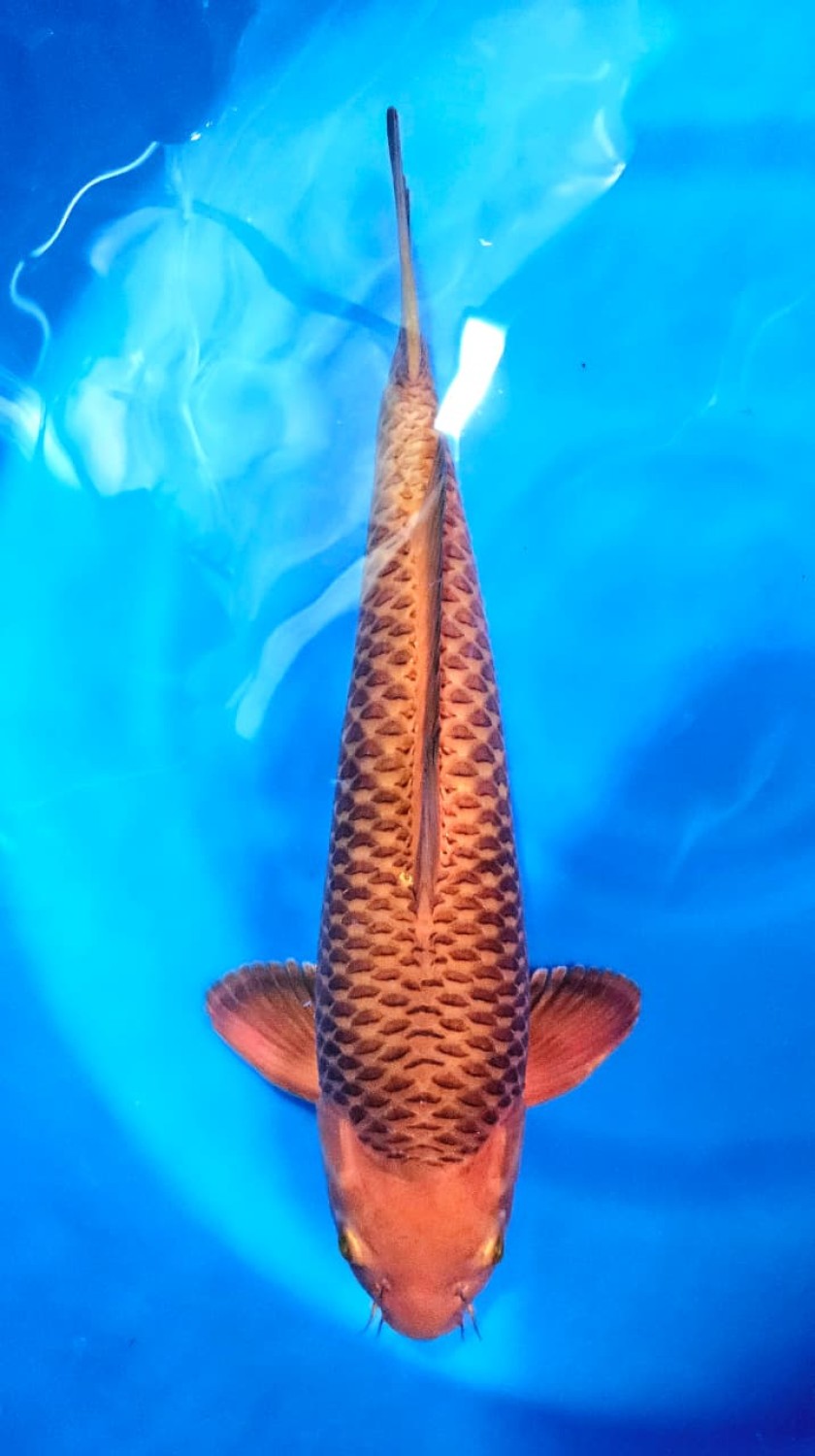 Juara 1