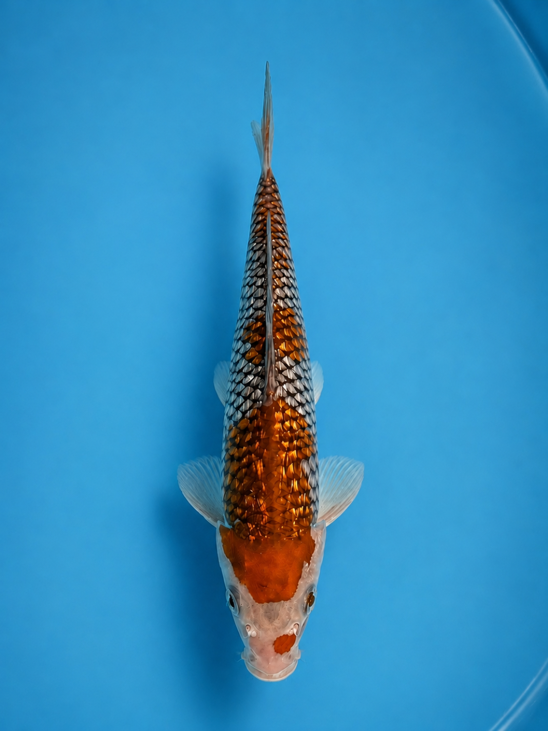 Juara 1