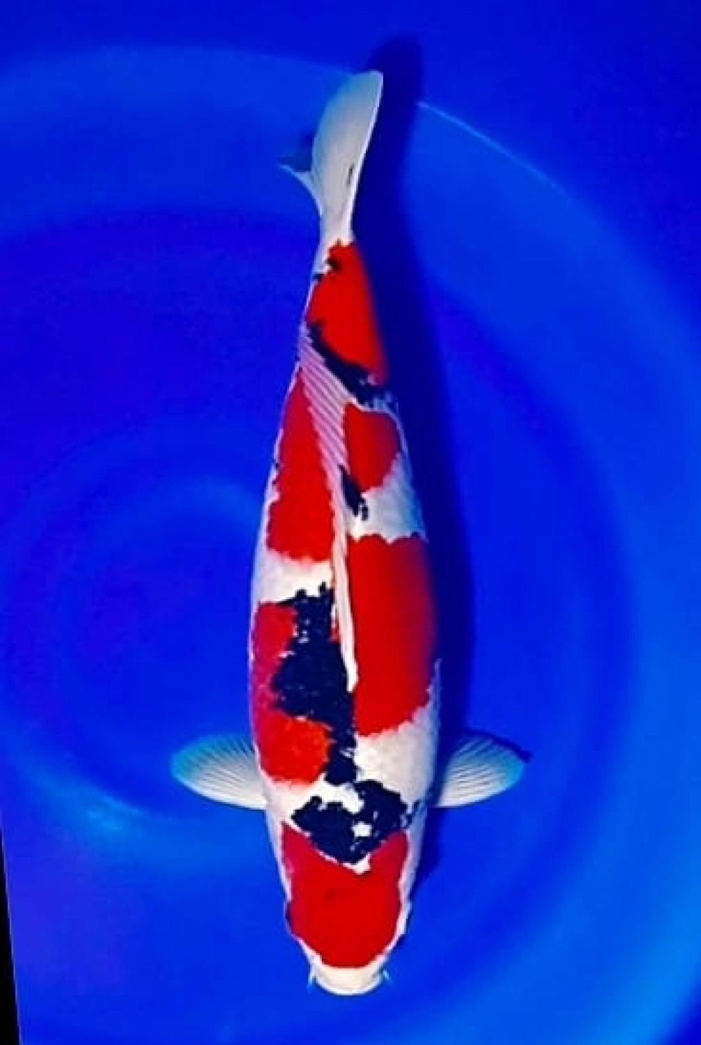 Juara 1