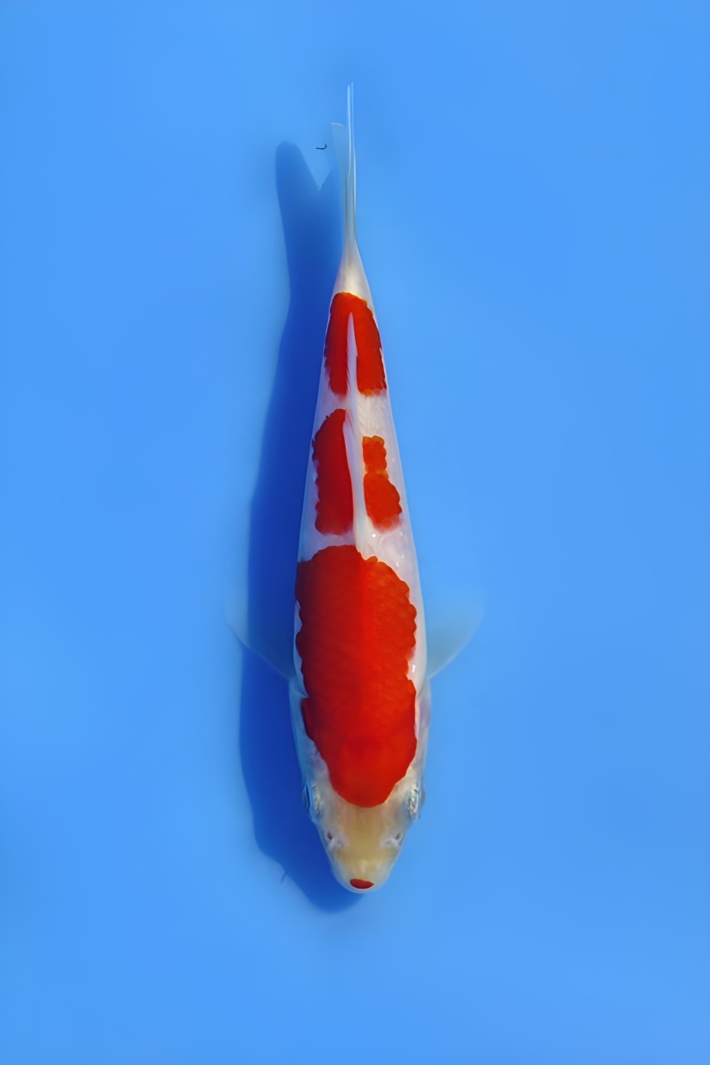 Juara 1