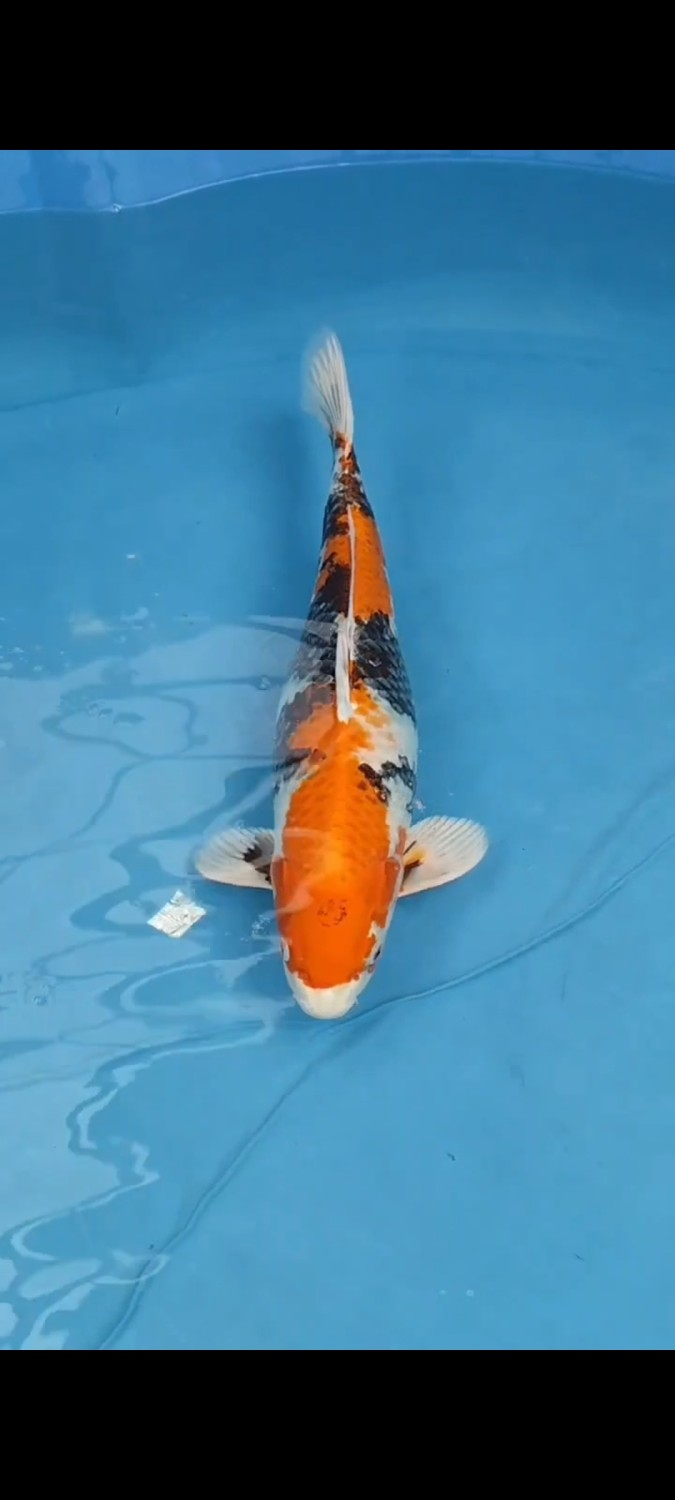 D. Cempaka Prize 51 - 55 cm