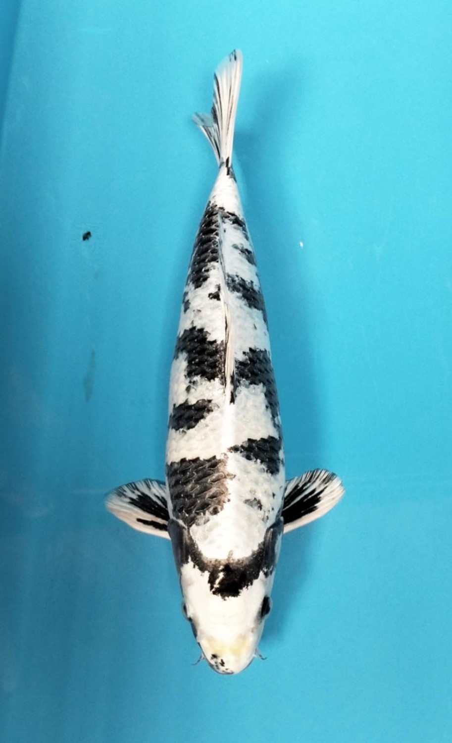 D. Cempaka Prize 46 - 50 cm