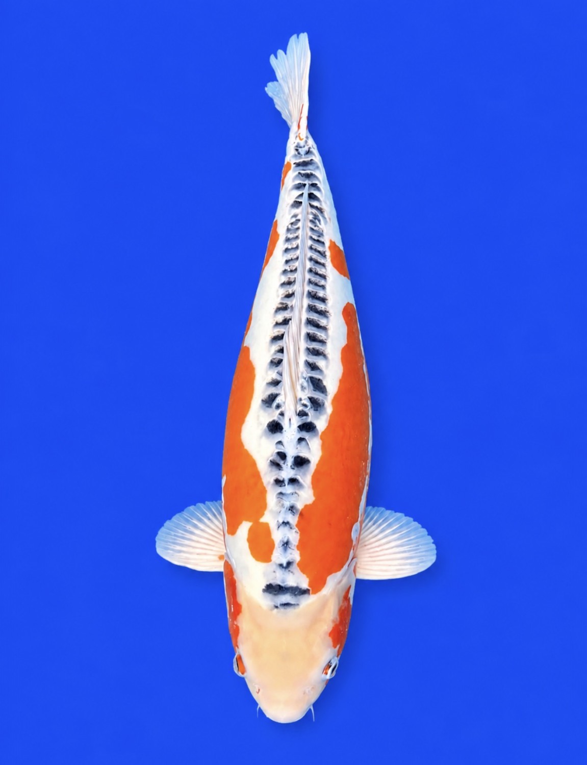 D. Cempaka Grand Champion