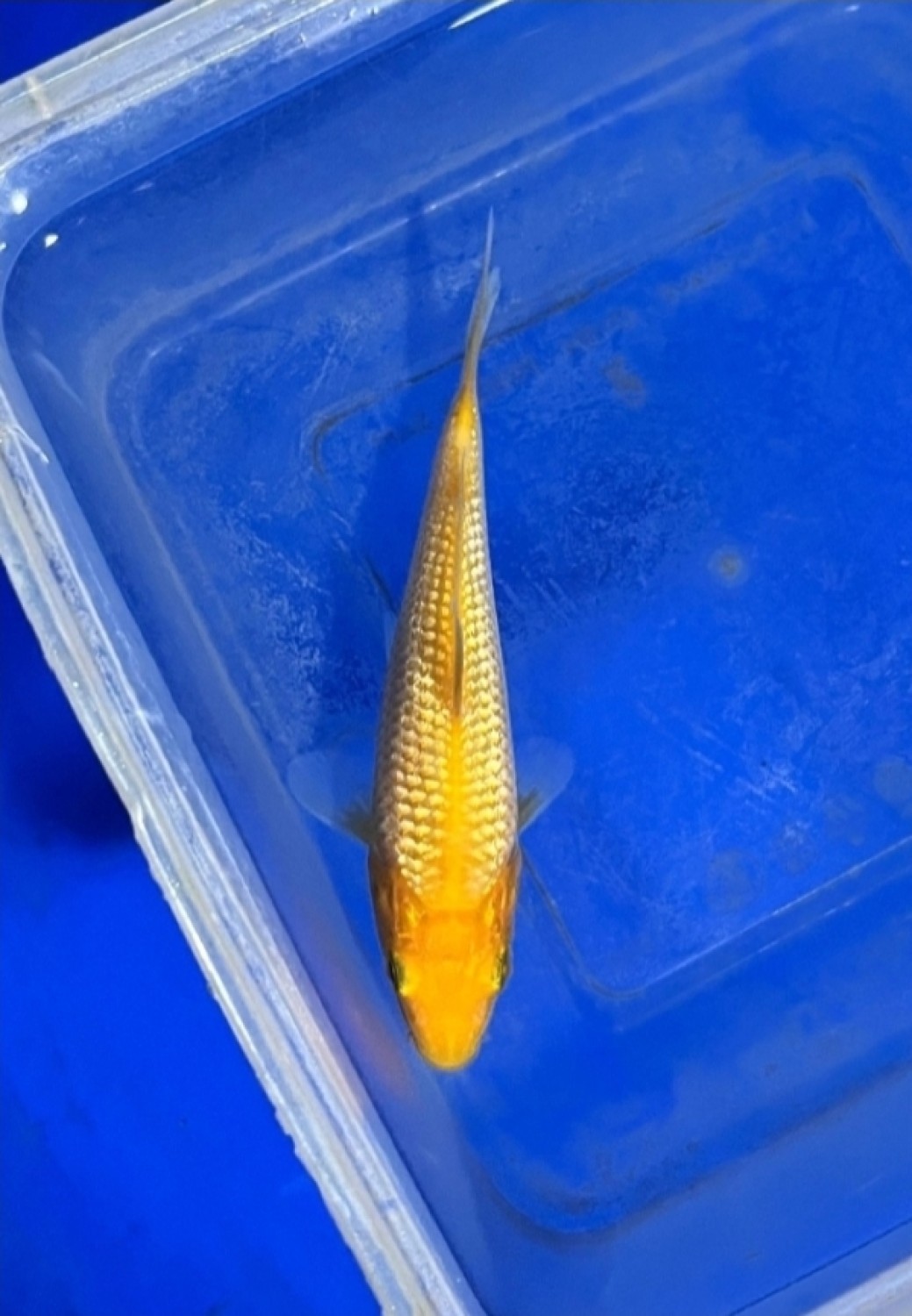 Juara 1