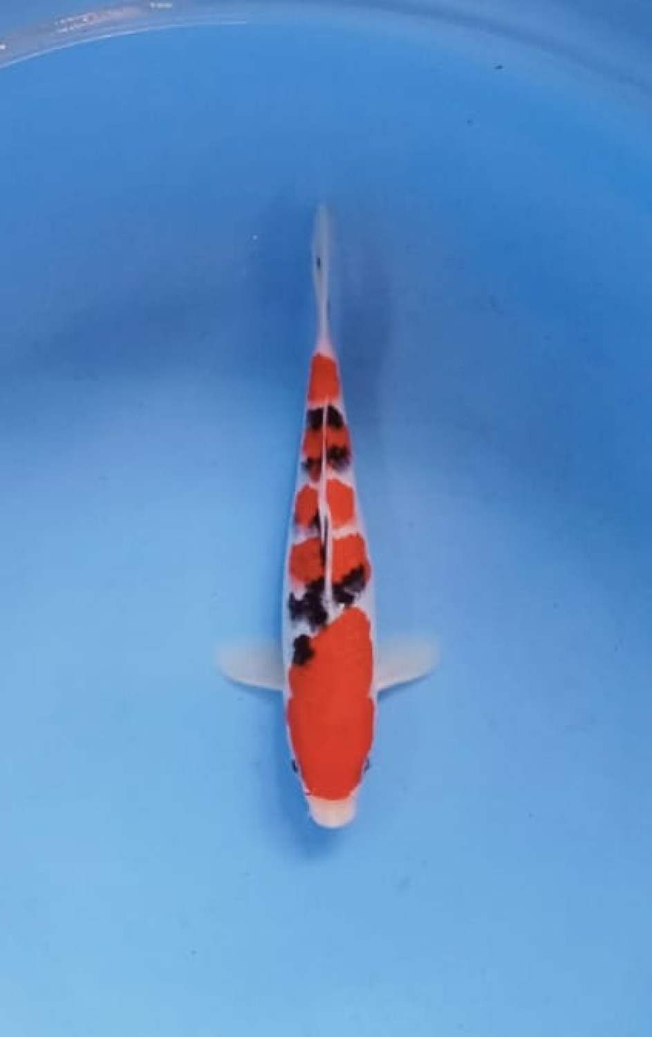 Juara 5