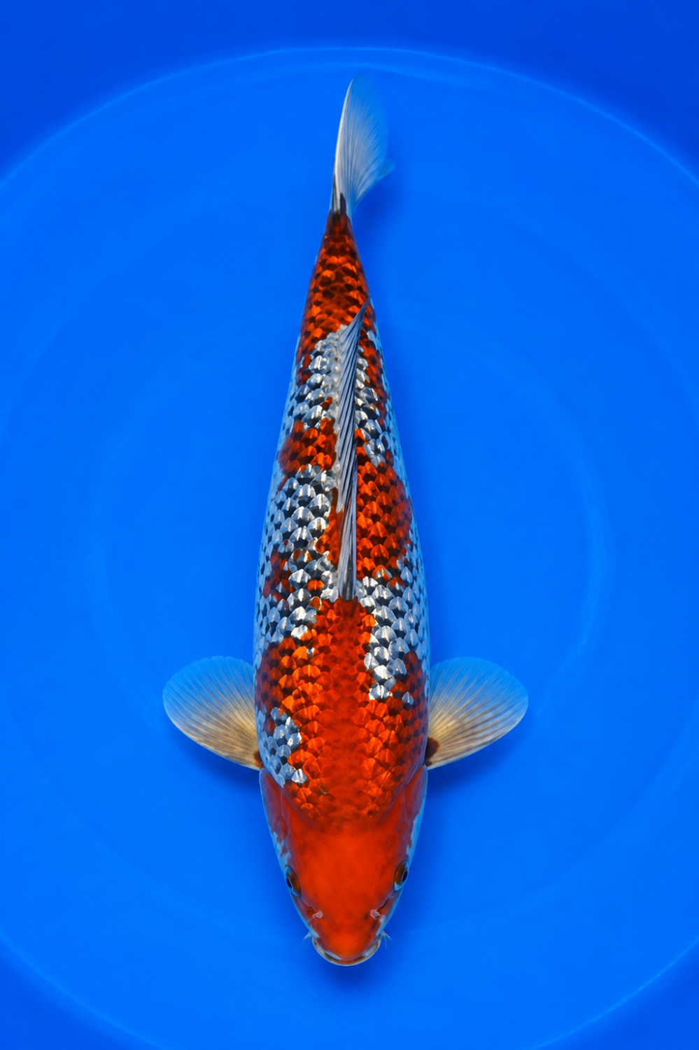 Juara 2