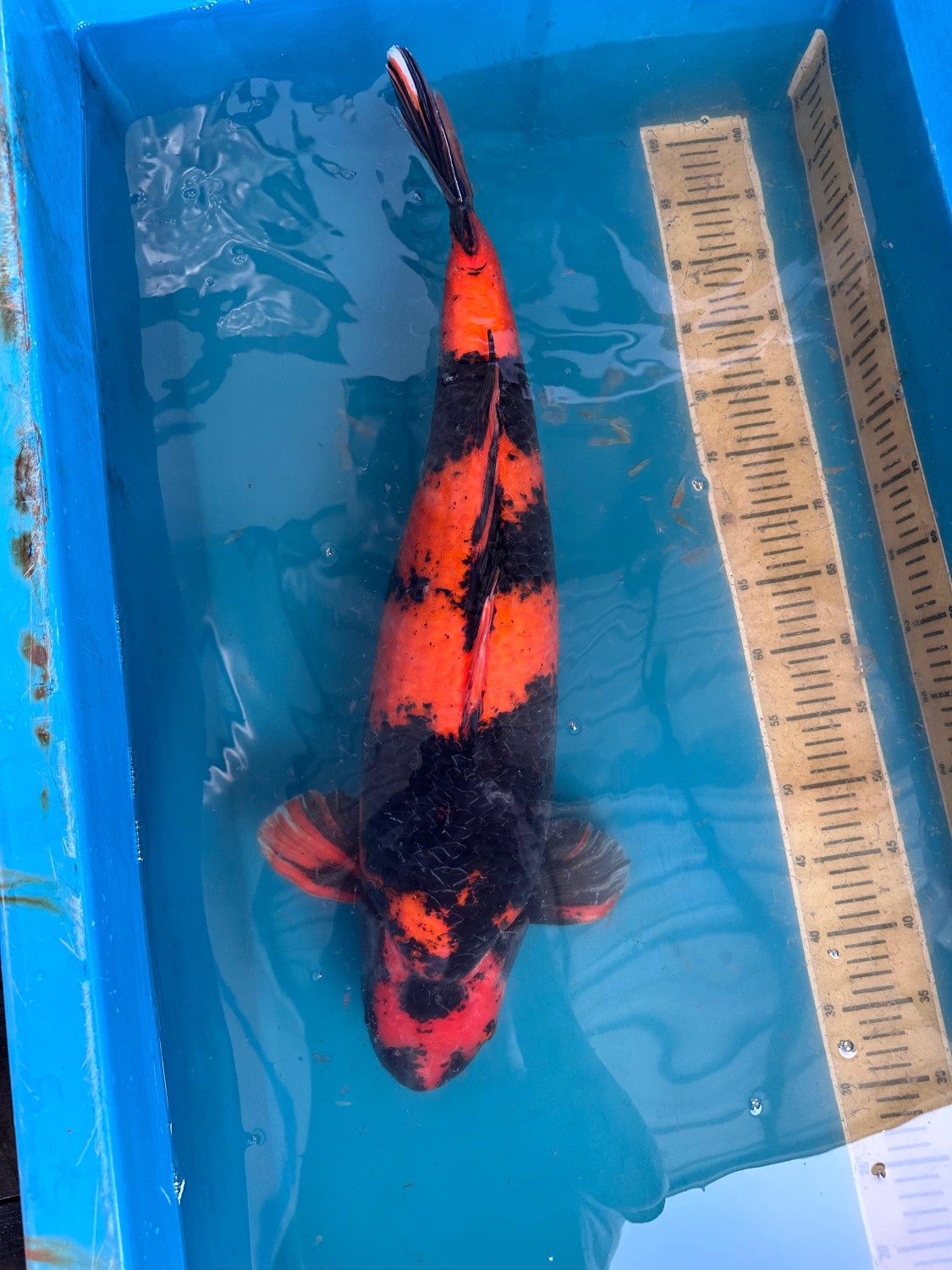 D. Cempaka Prize 61 - 65 cm
