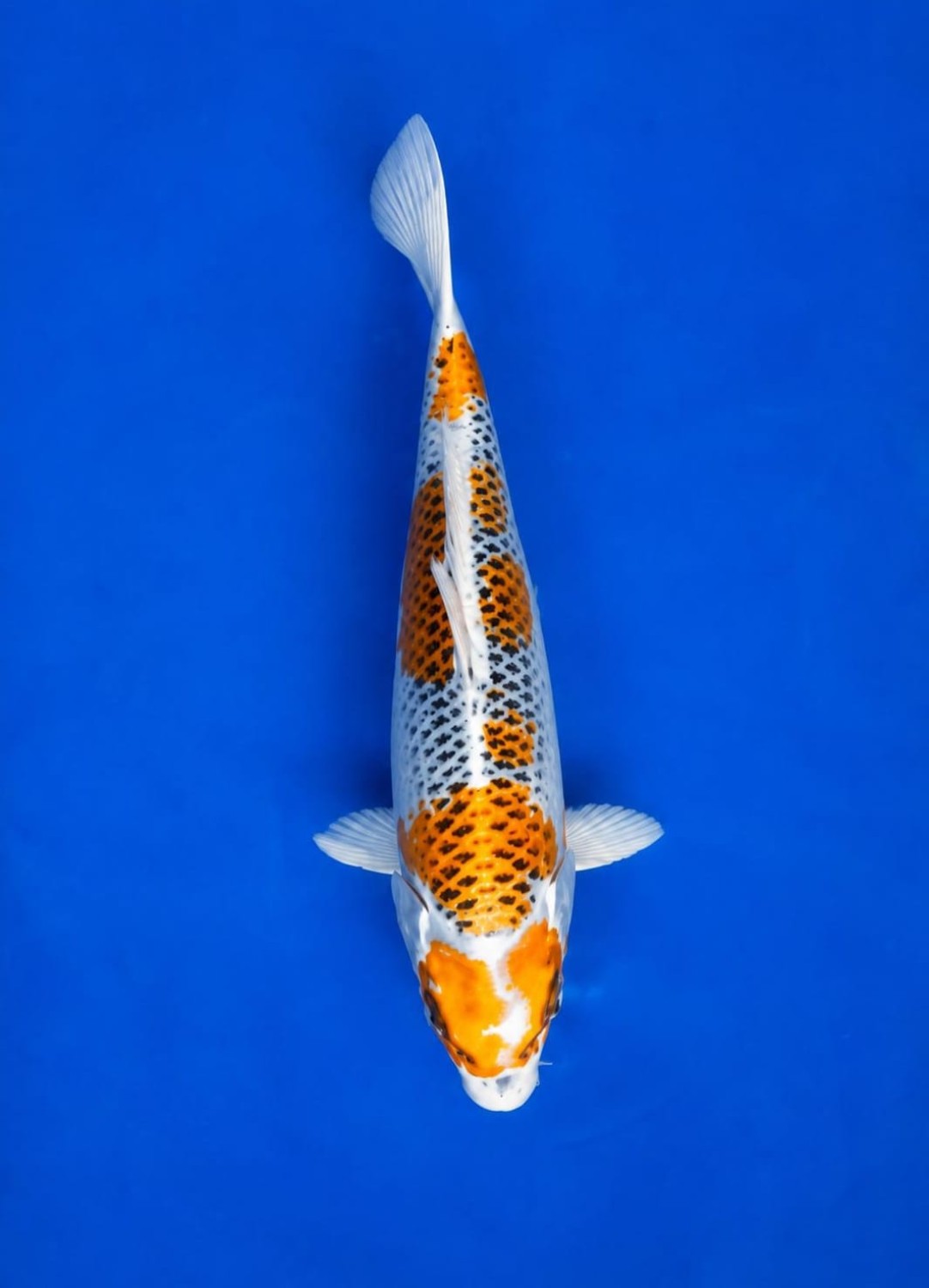 B. Melati Prize 13 - 15 cm