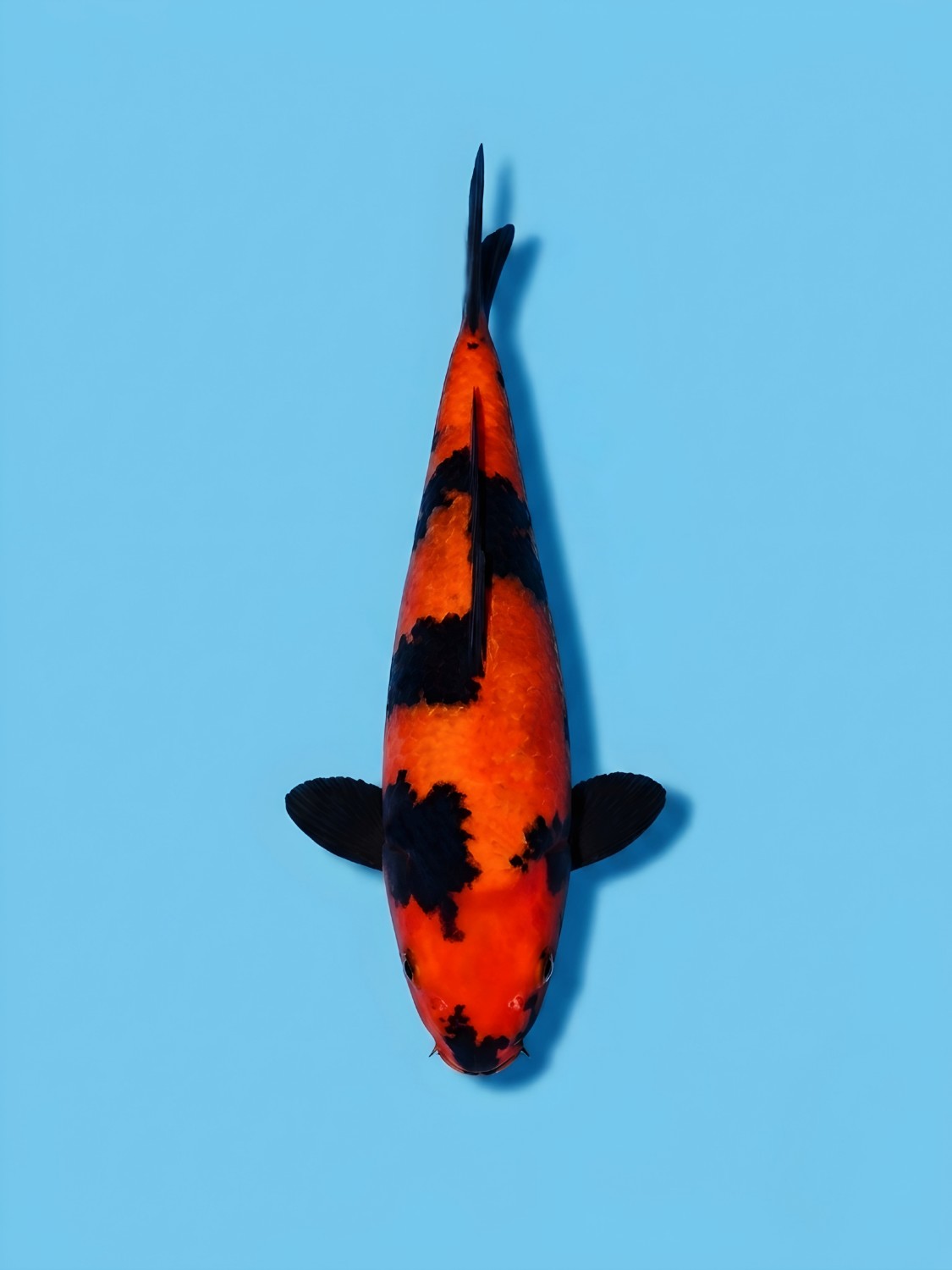 D. Cempaka Prize Up To 12 cm