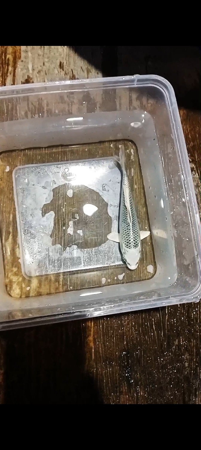 E. Kamboja Super Mini Champion