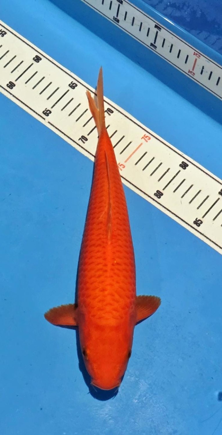 E. Kamboja Junior Champion