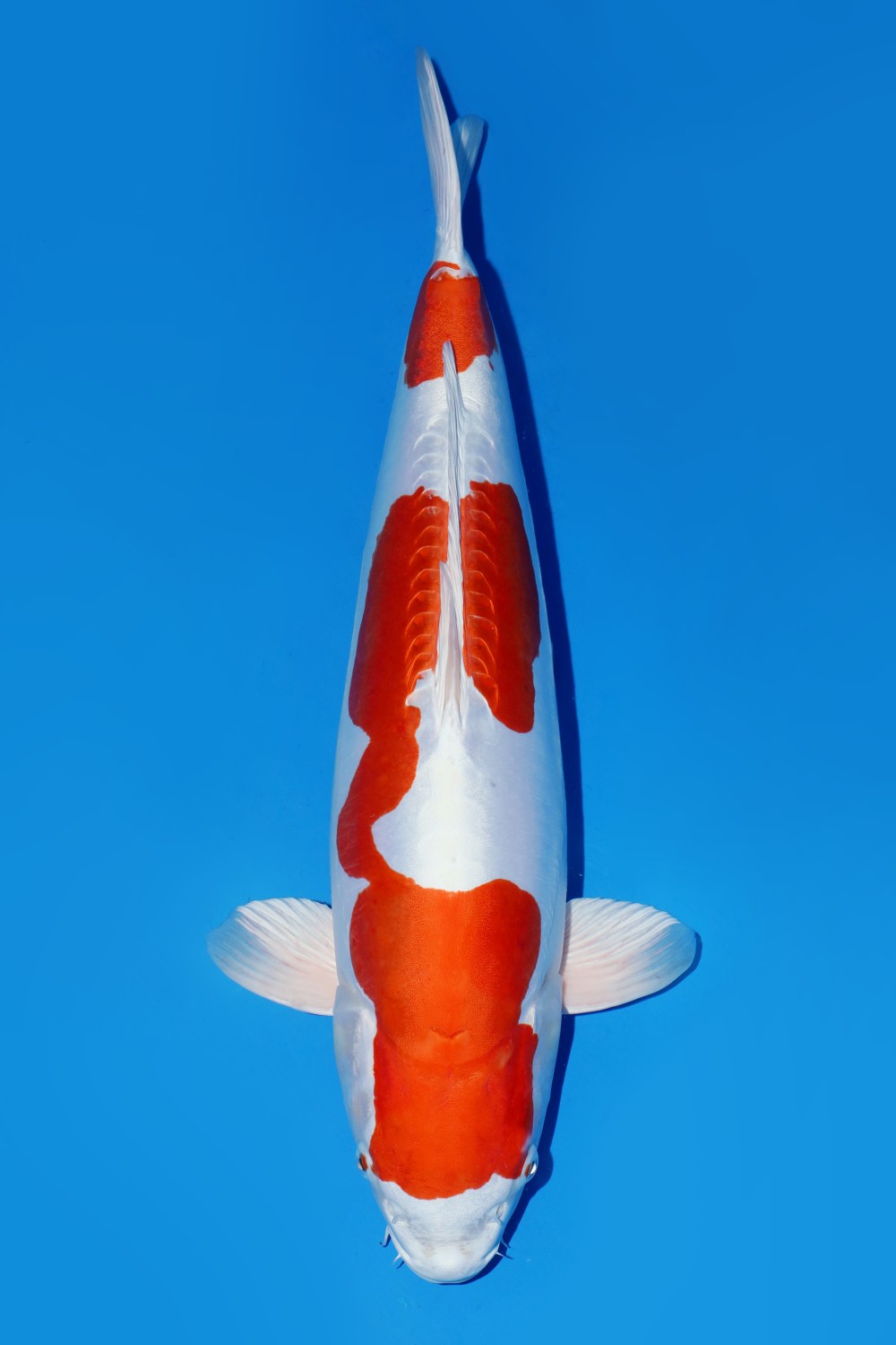 C. Anggrek Prize 61 - 65 cm