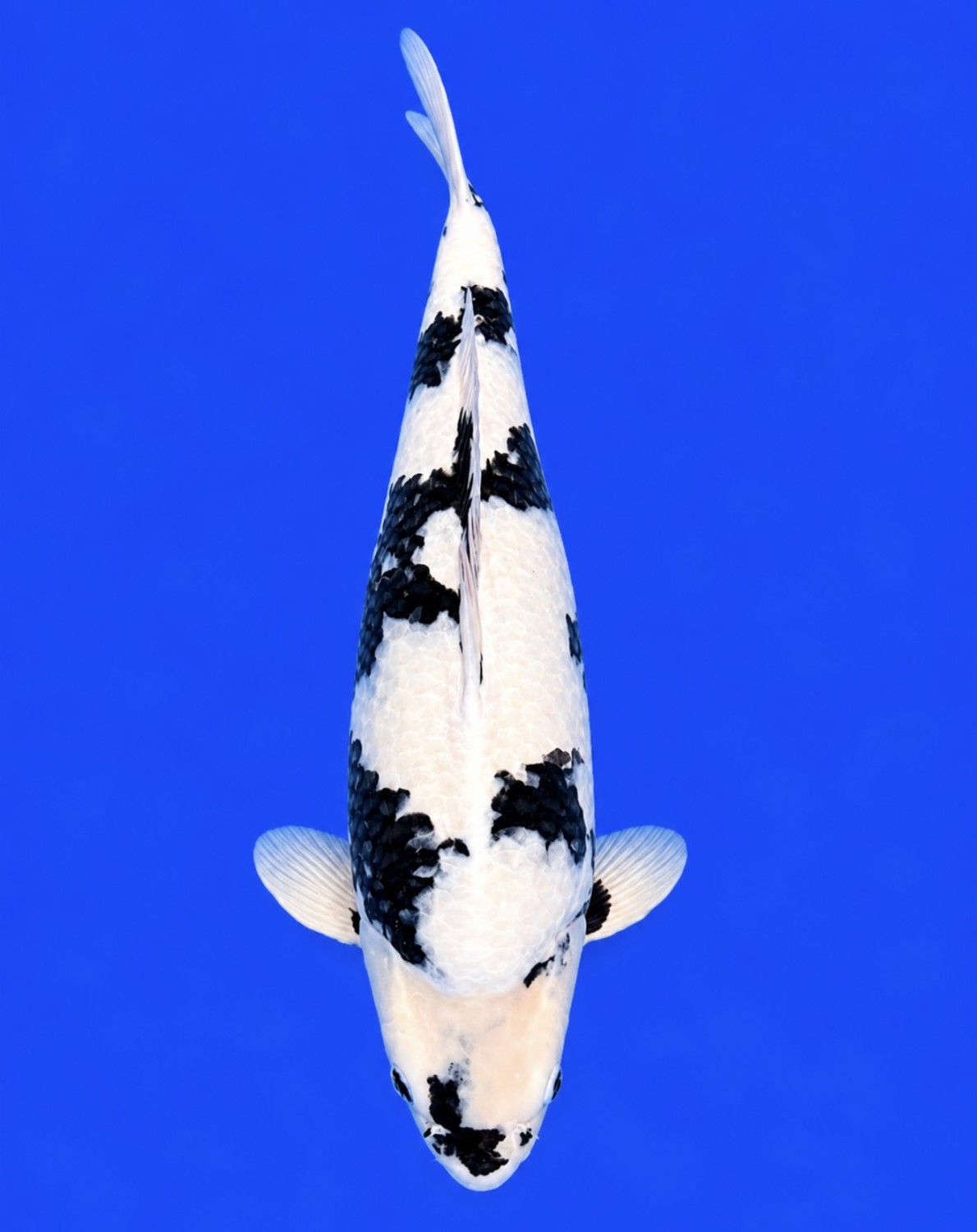 Juara 1