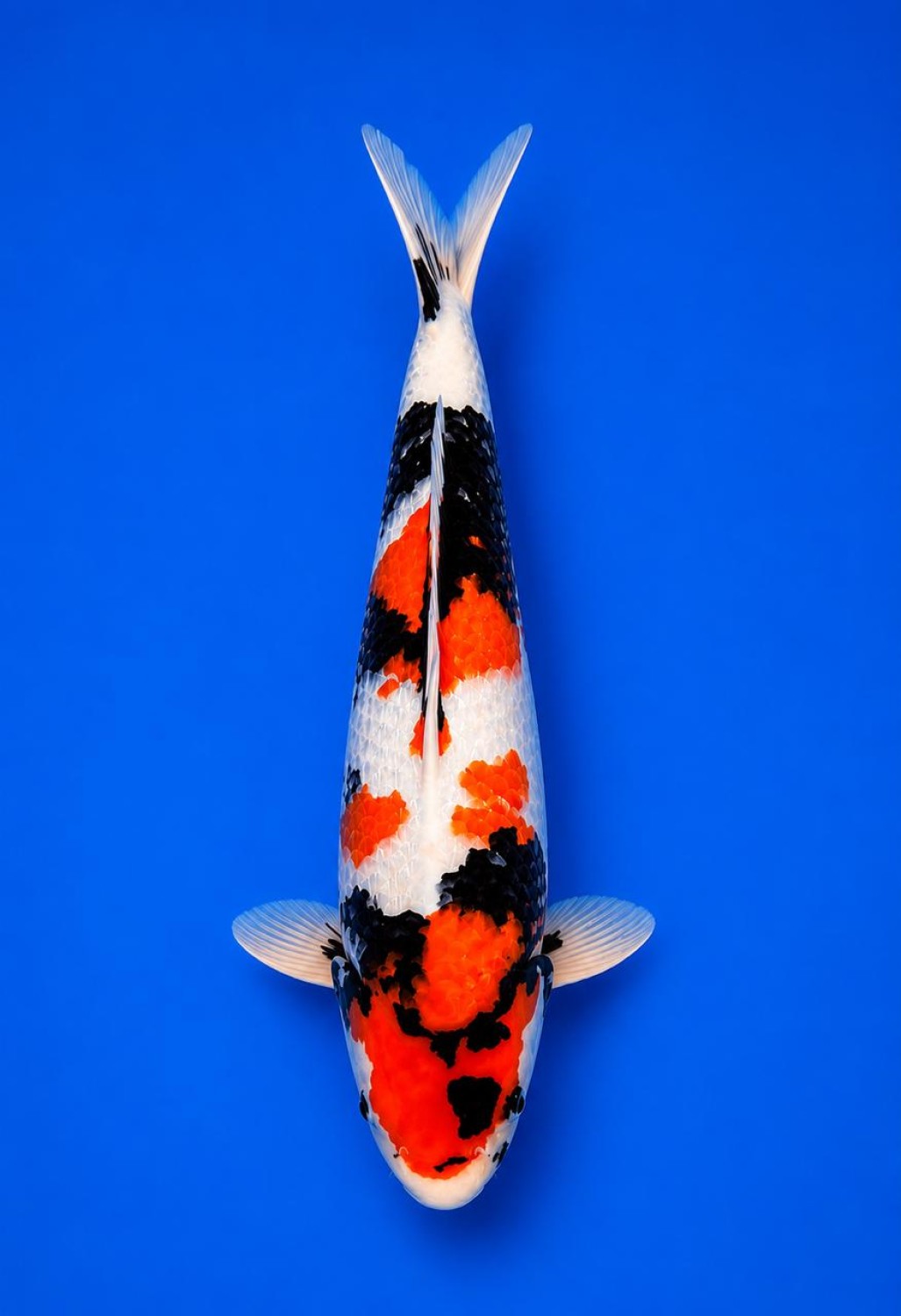 B. Melati Prize 41 - 45 cm