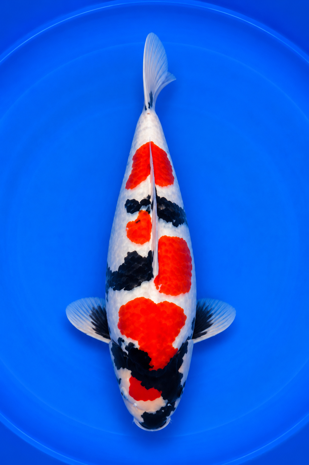 C. Anggrek Prize 36 - 40 cm
