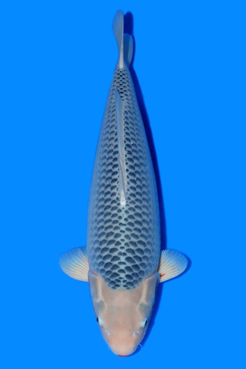 D. Cempaka Male Champion