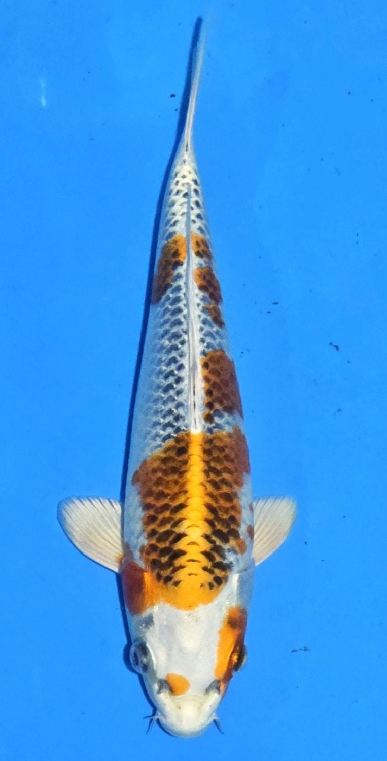Juara 2