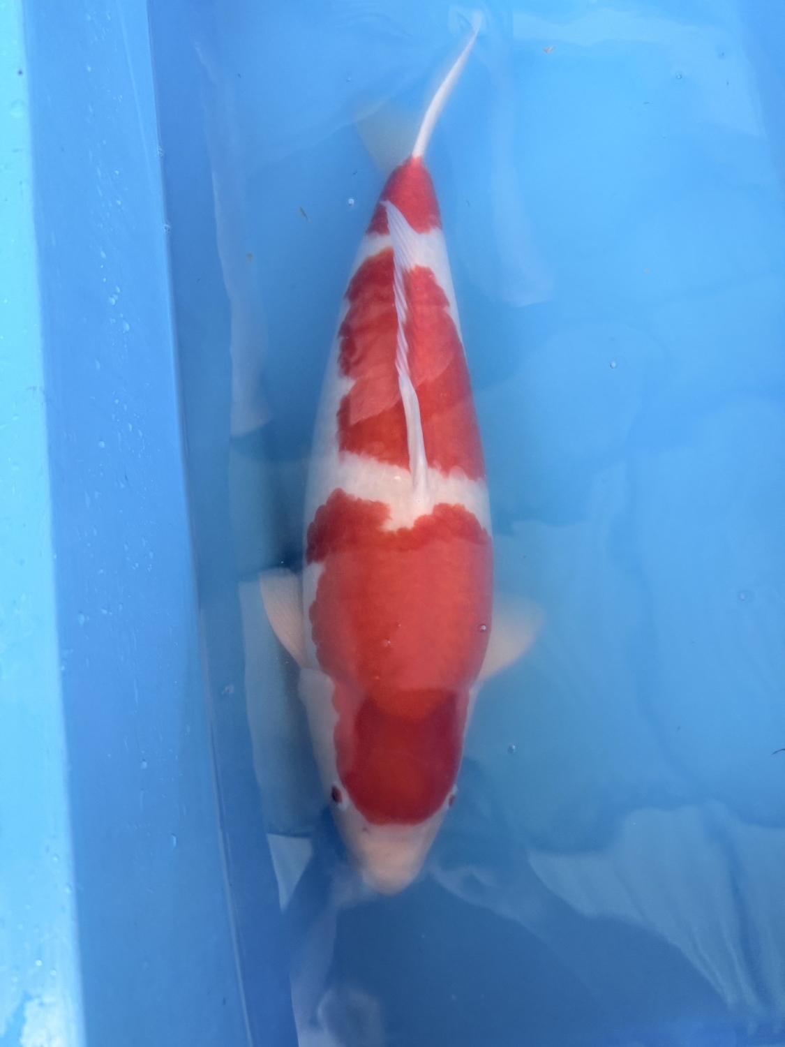 A. Male Champion