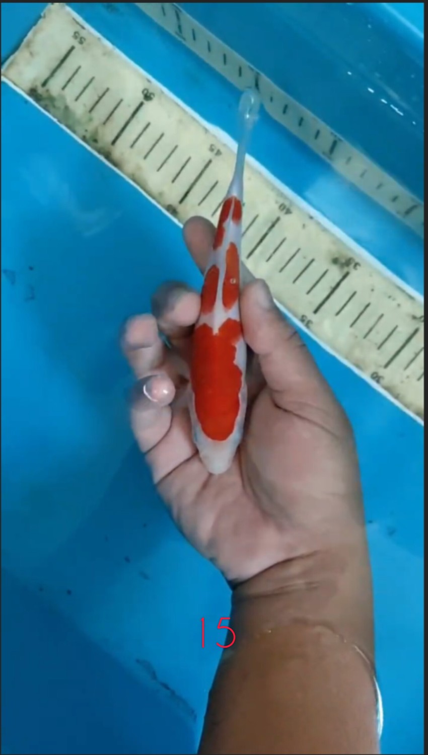 Juara 2
