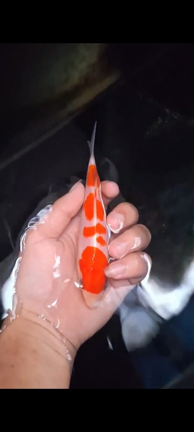 Juara 1