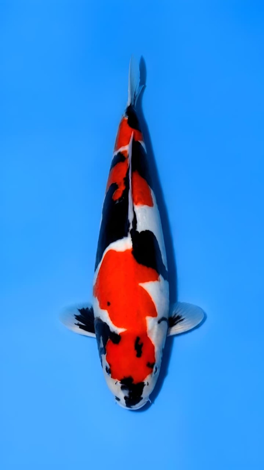 Juara 1