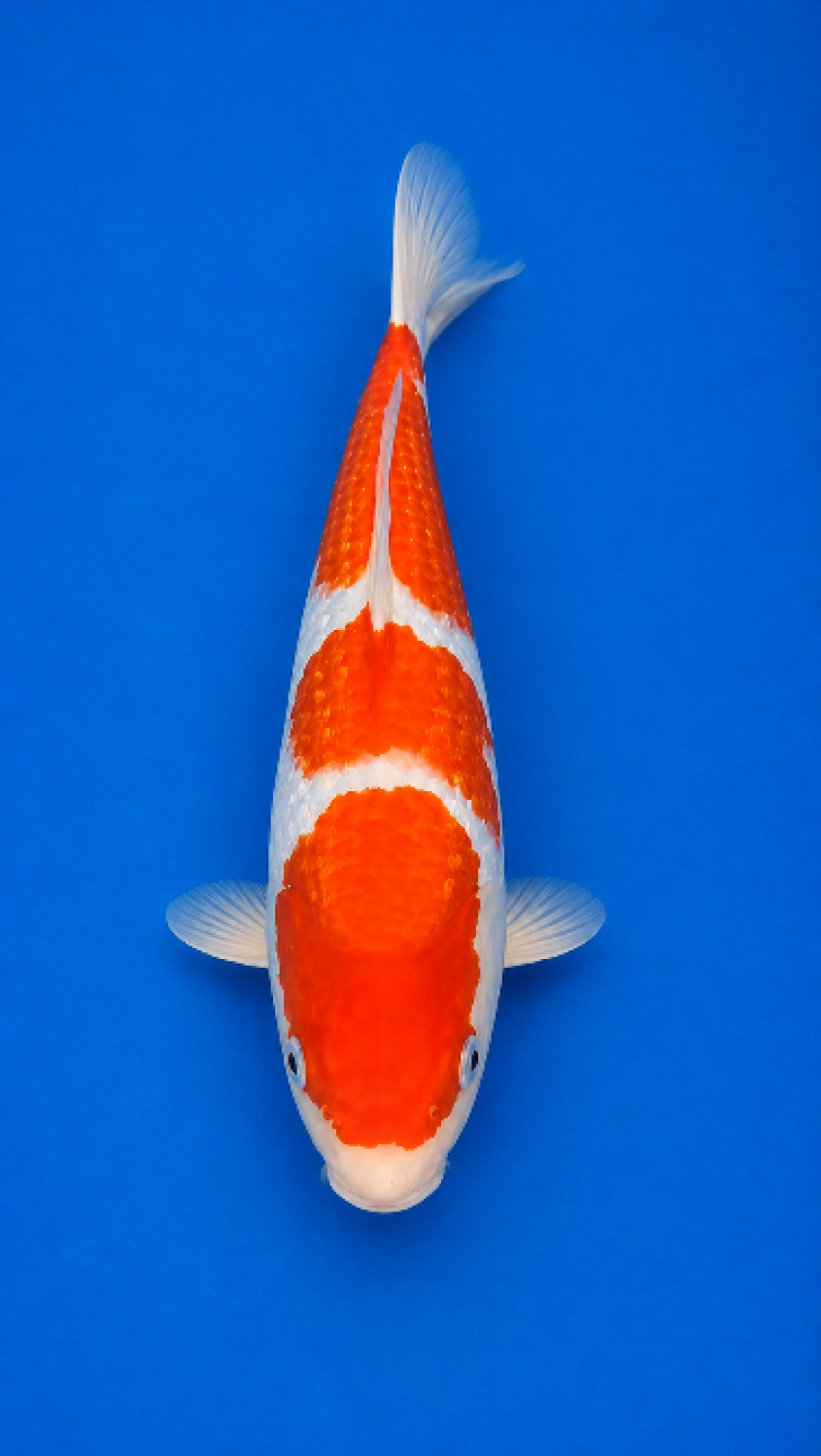 Juara 1