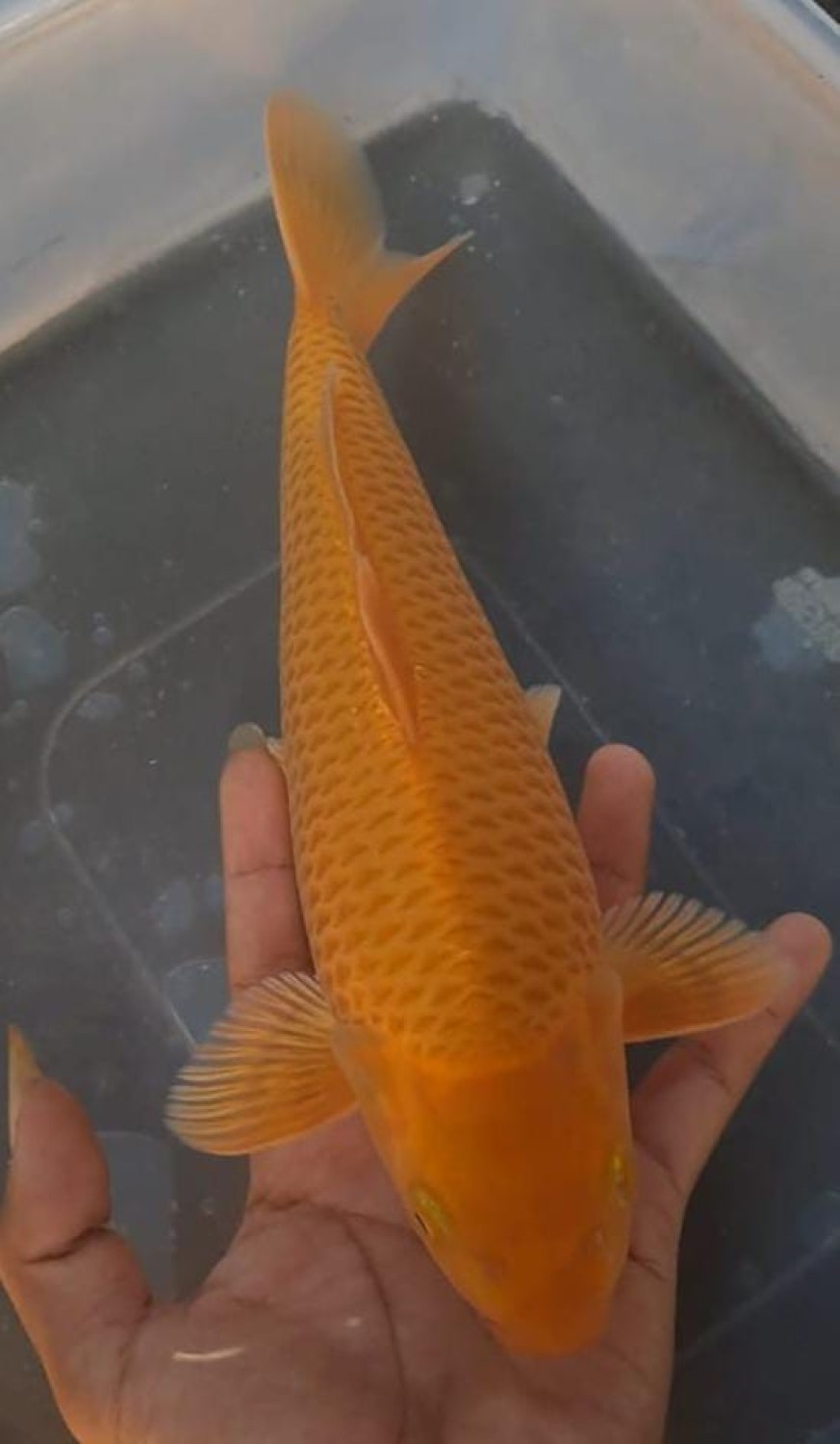 E. Kamboja Prize 21 - 25 cm