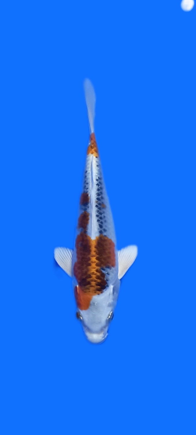 Juara 1