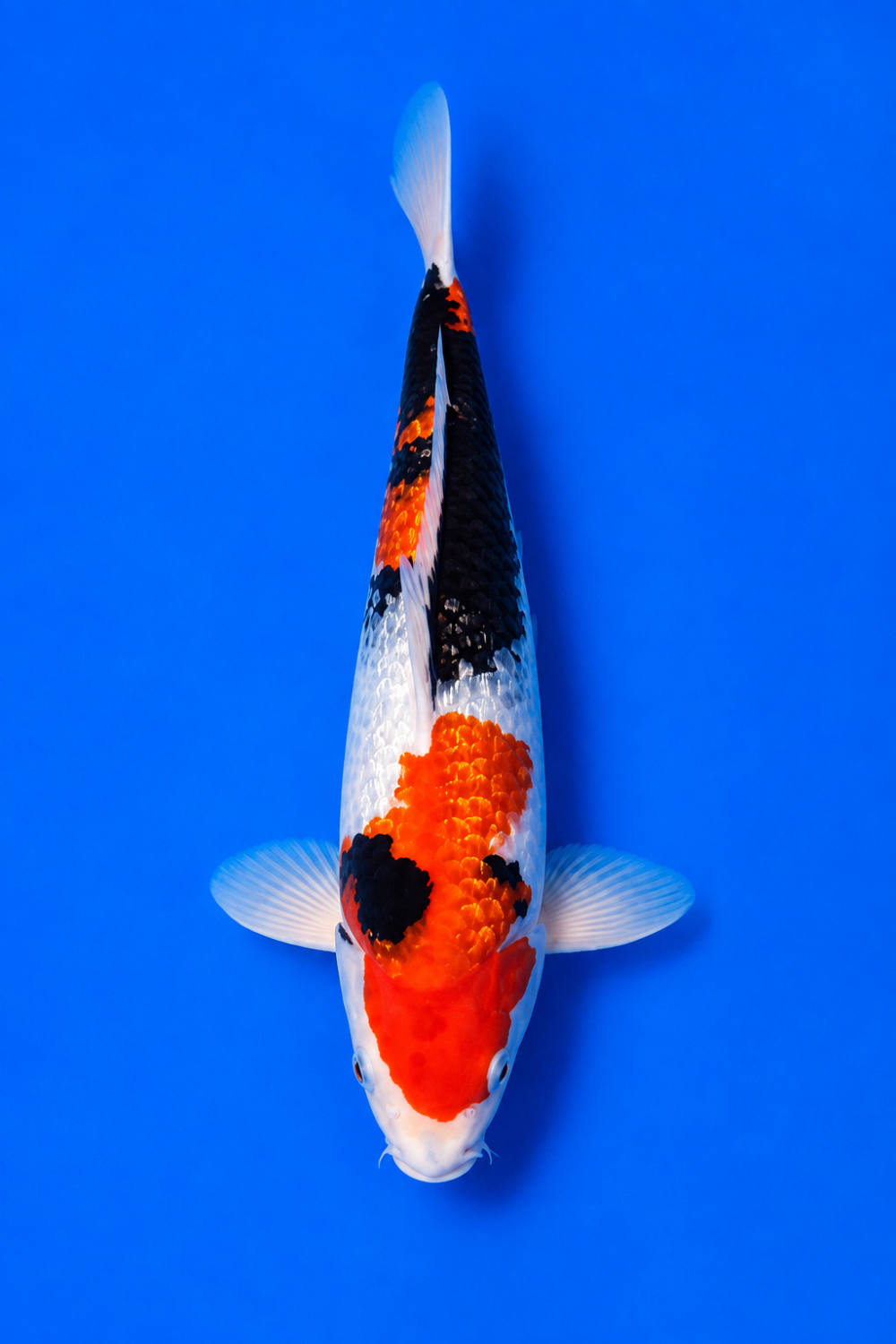 B. Melati Prize 26 - 30 cm