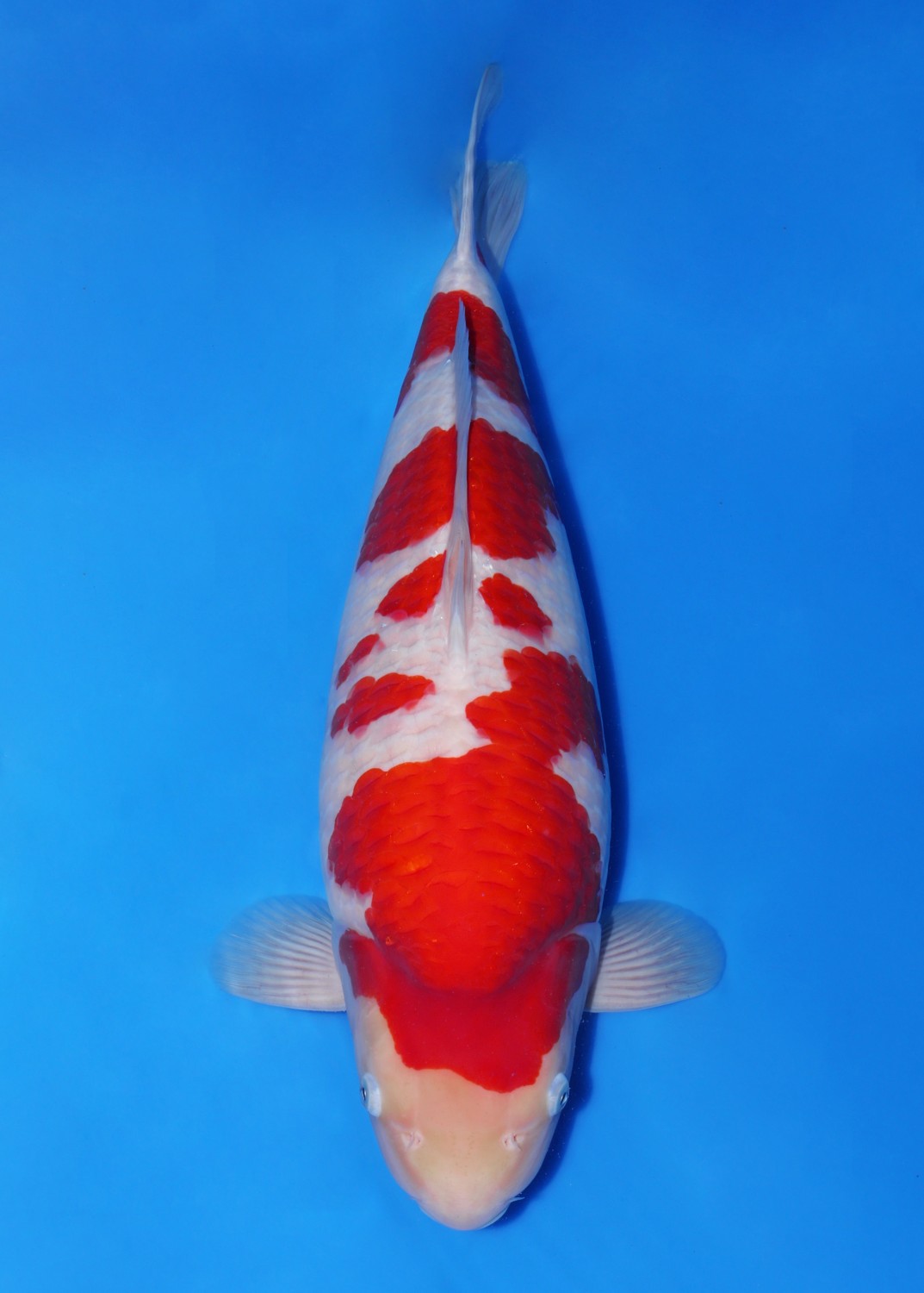 A. Adult Champion