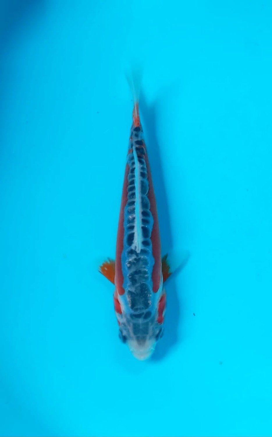 D. Cempaka Prize 13 - 15 cm