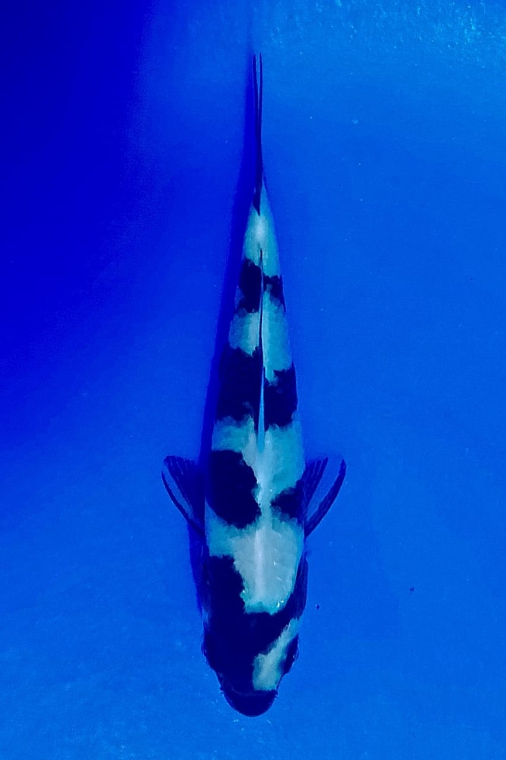 Juara 1