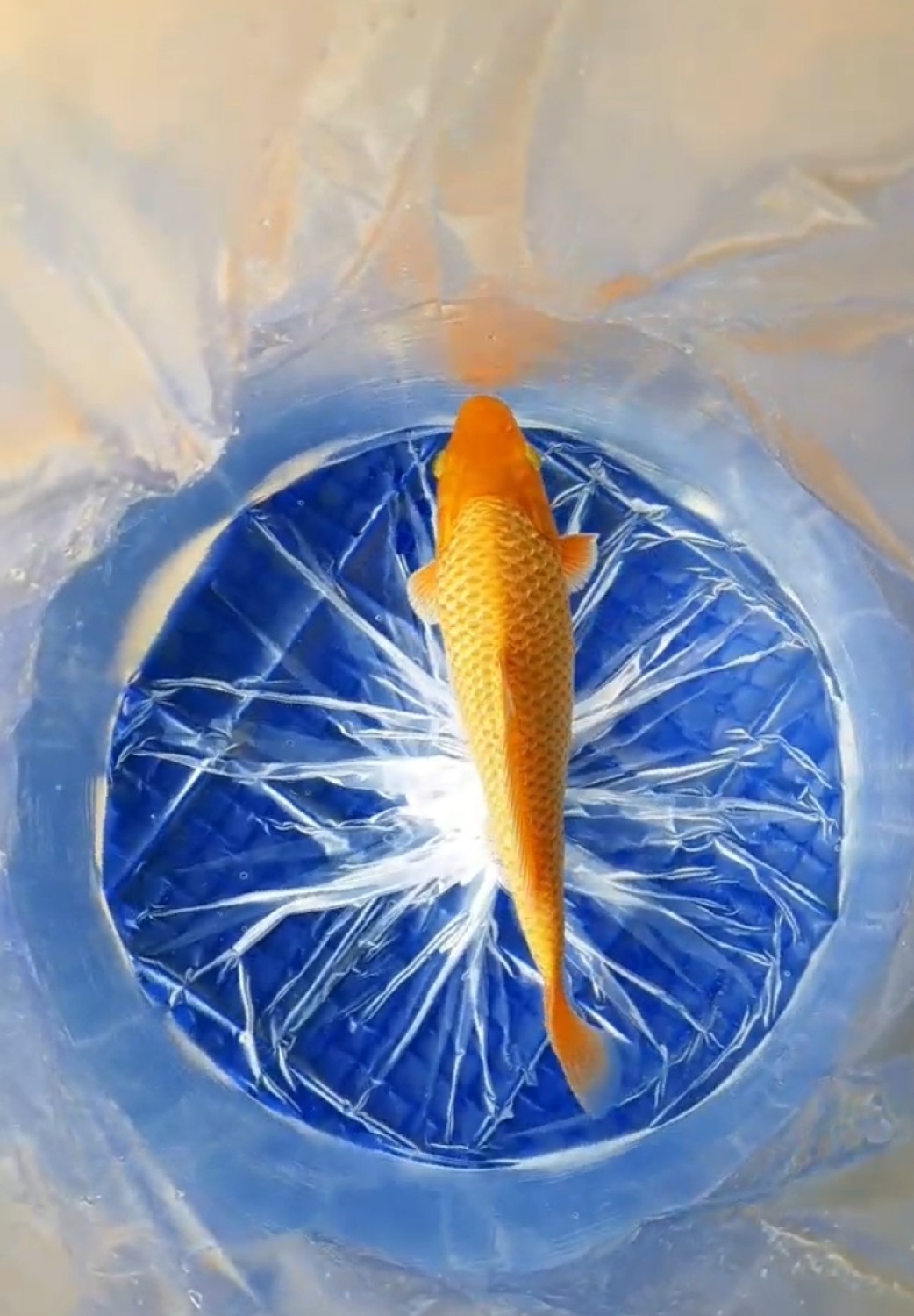 E. Kamboja Baby Champion