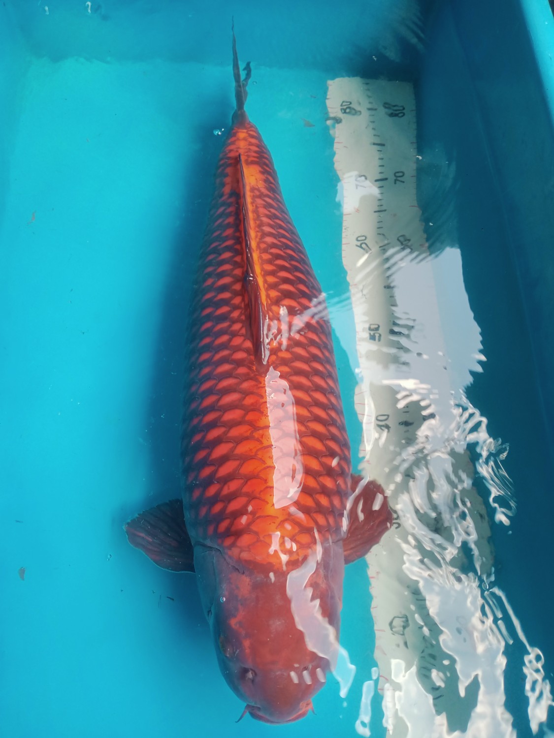 E. Kamboja Male Champion