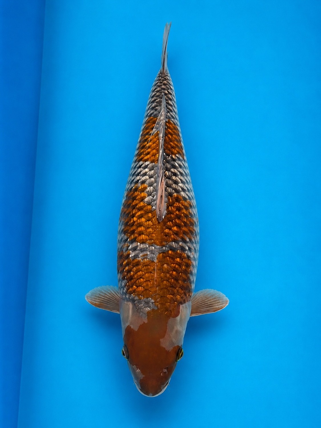 Juara 1
