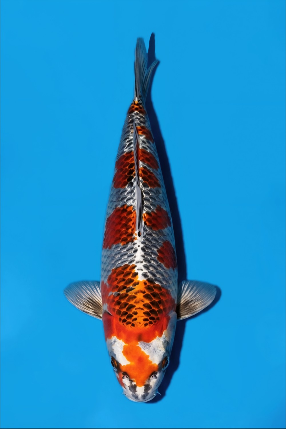 Juara 1