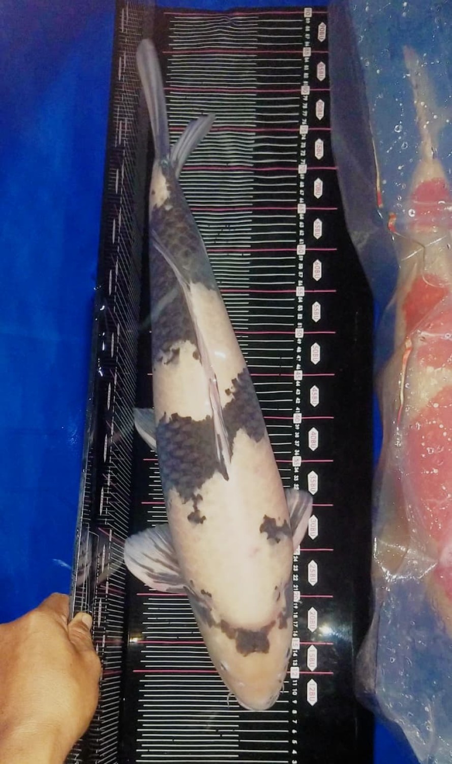Juara 3