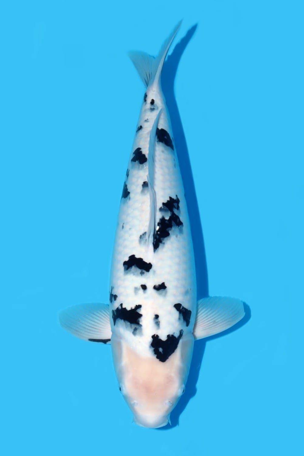 D. Cempaka Prize 66 - 70 cm