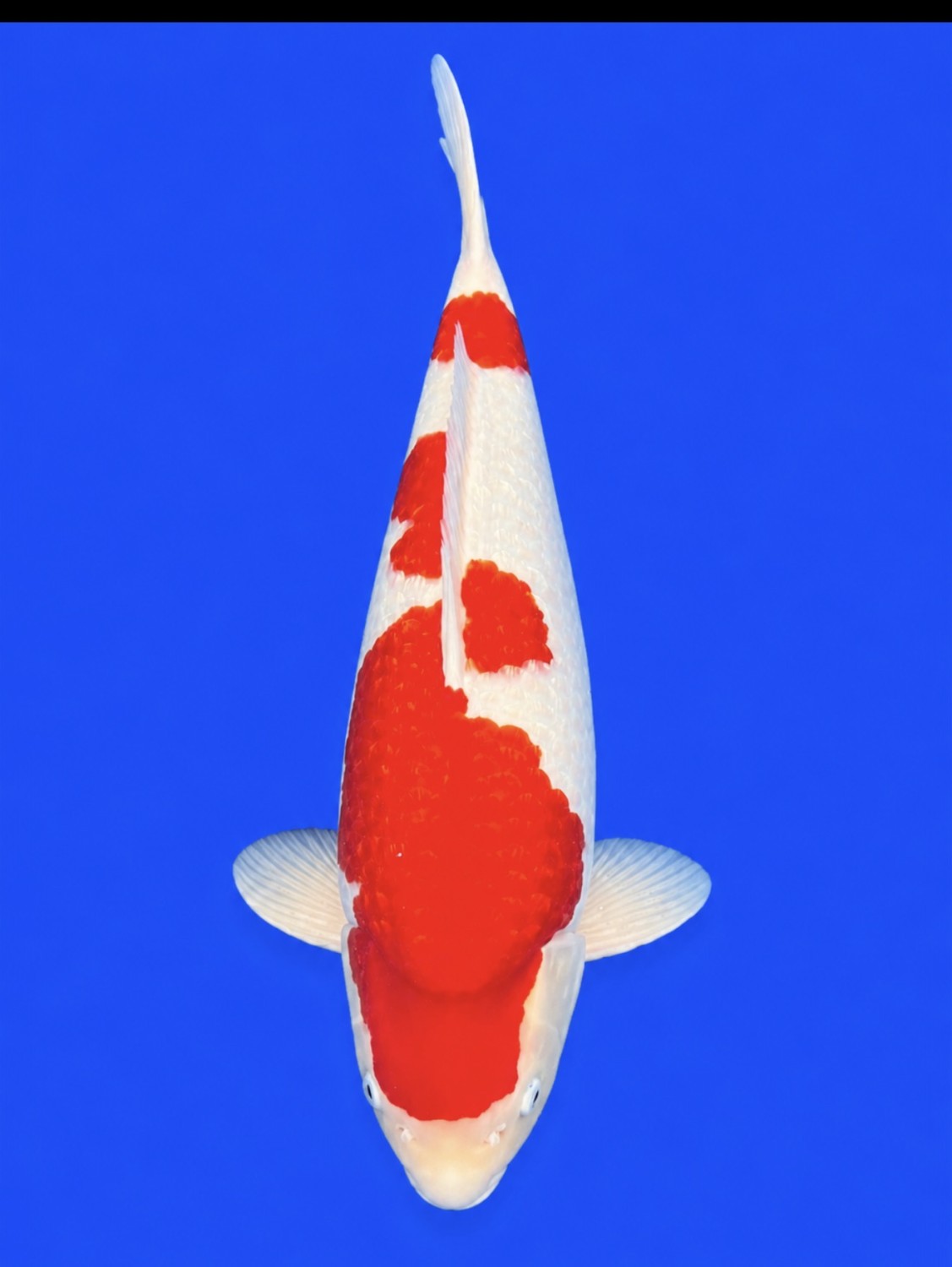 Juara 1
